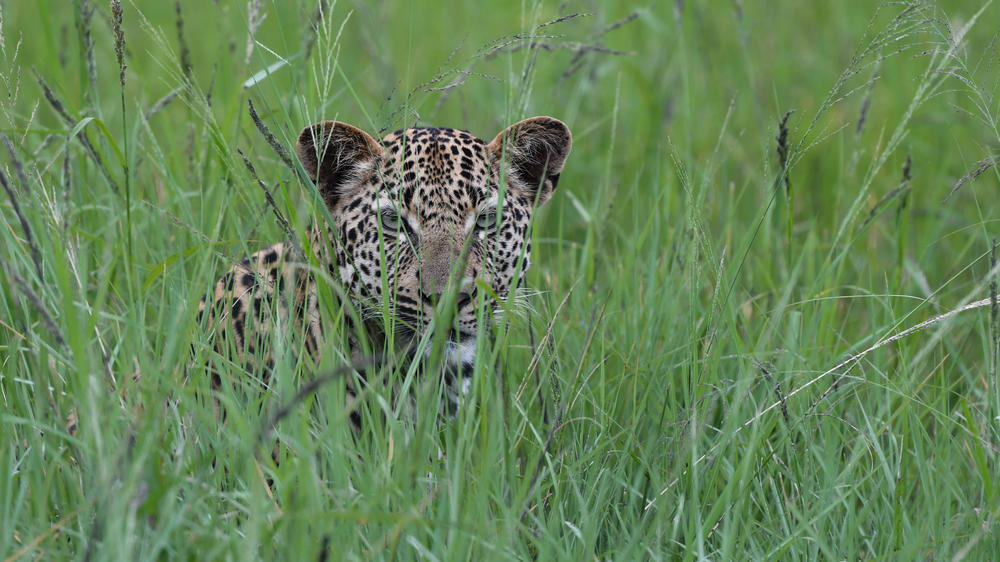 Inyati Game Lodge, Sabi Sand Nature Reserve