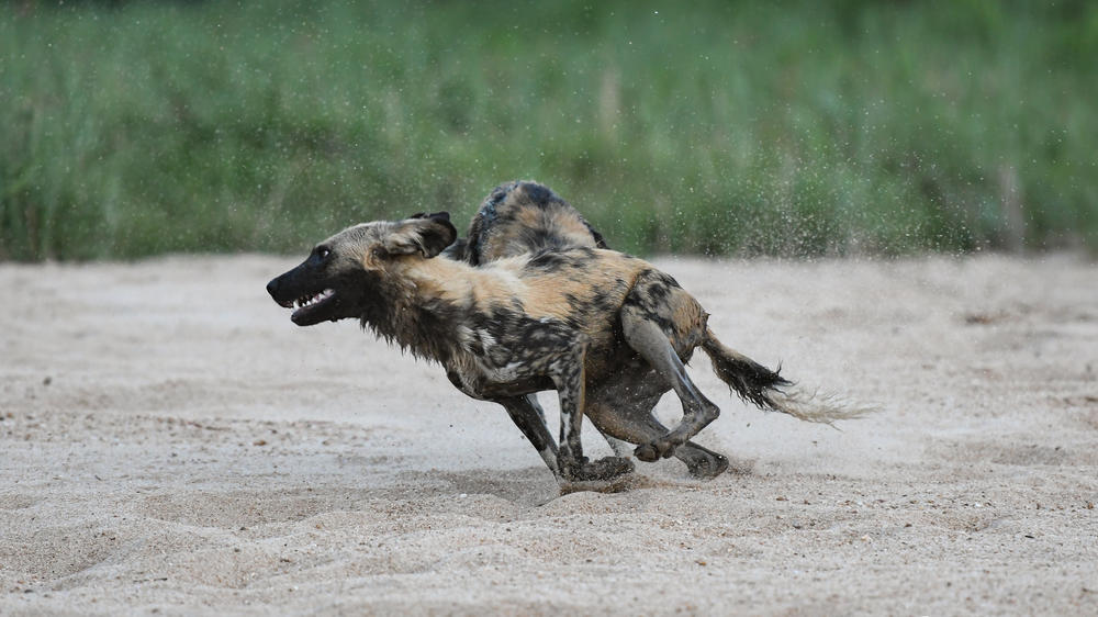 Inyati Game Lodge, Sabi Sand Nature Reserve