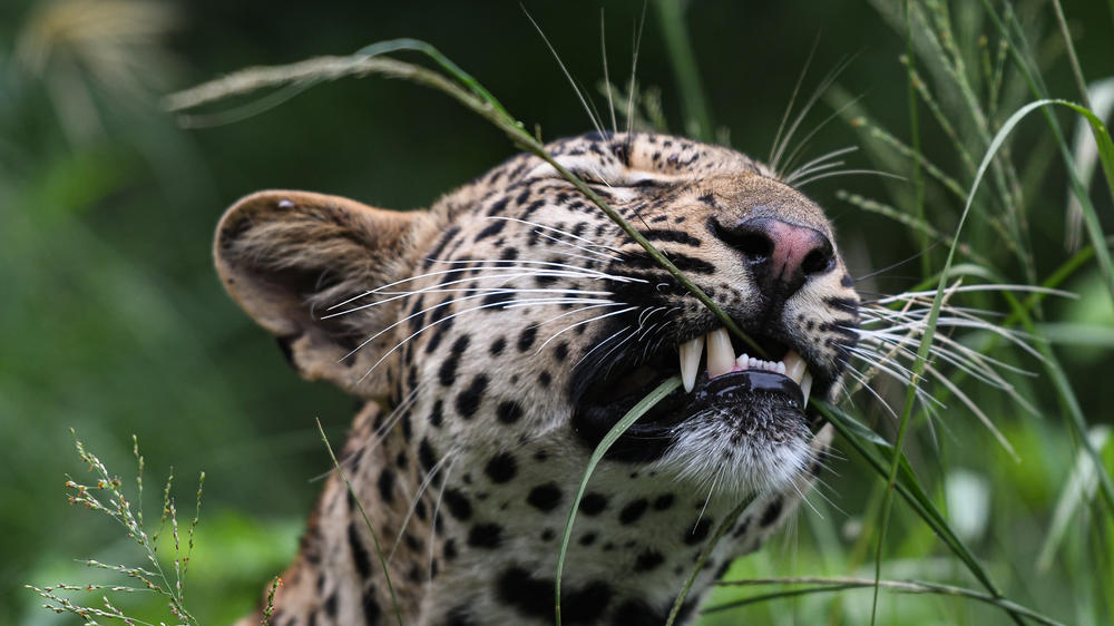 Inyati Game Lodge, Sabi Sand Nature Reserve