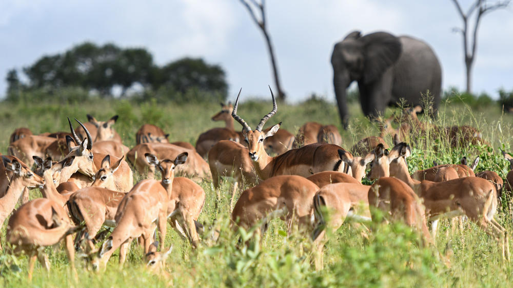 Inyati Game Lodge, Sabi Sand Nature Reserve