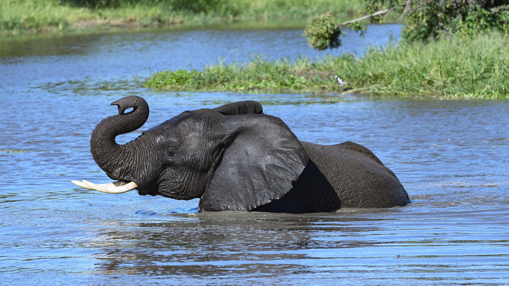 Inyati Game Lodge, Sabi Sand Nature Reserve