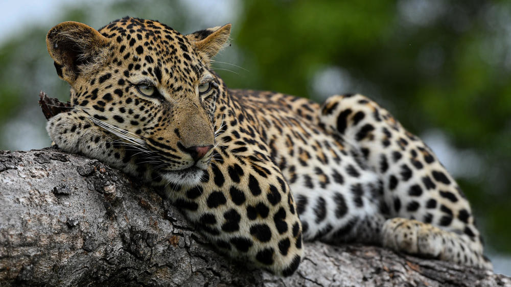 Inyati Game Lodge, Sabi Sand Nature Reserve