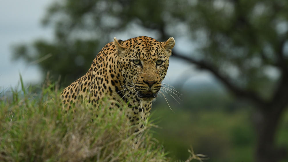 Inyati Game Lodge, Sabi Sand Nature Reserve