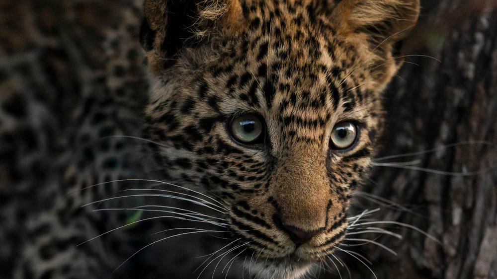 Inyati Game Lodge, Sabi Sand Nature Reserve
