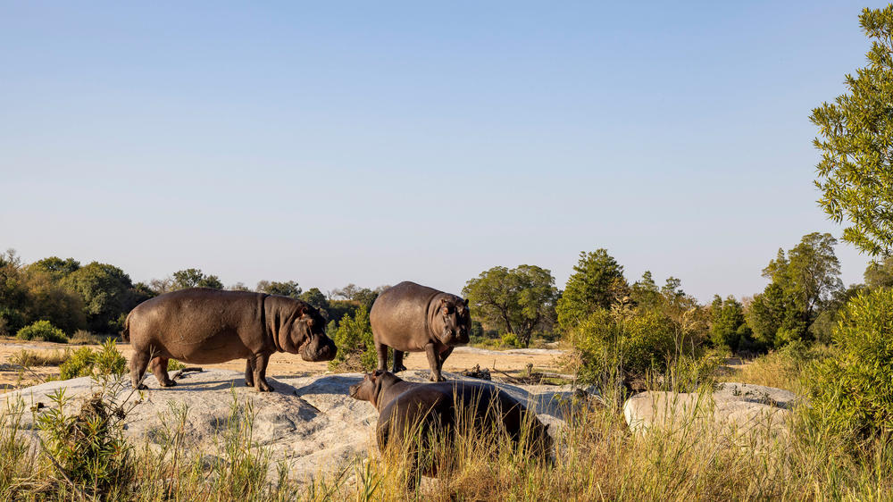 Inyati Game Lodge, Sabi Sand Nature Reserve