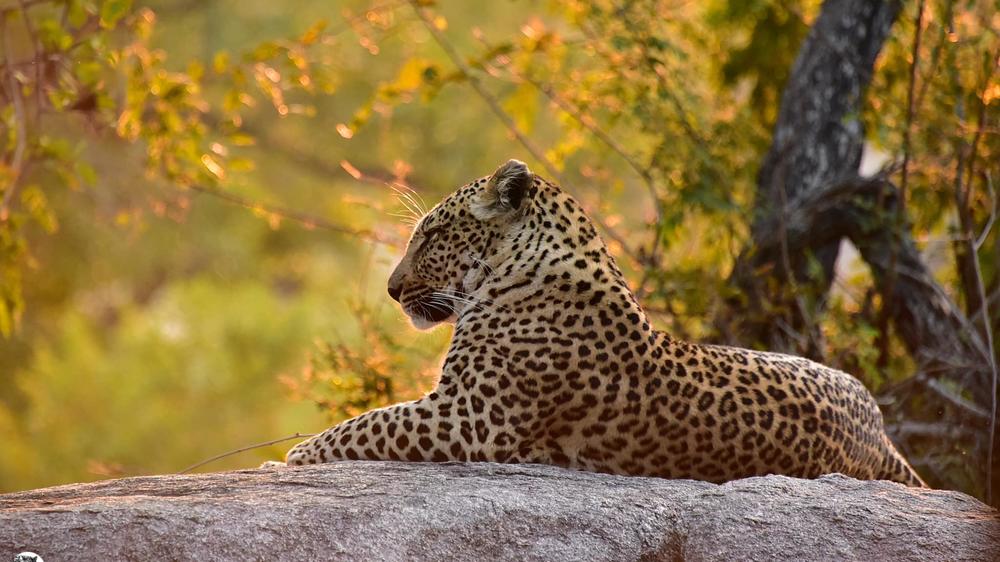 Inyati Game Lodge, Sabi Sand Nature Reserve
