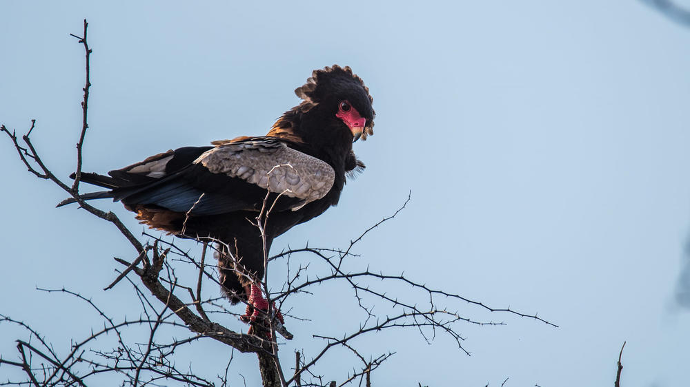 Inyati Game Lodge, Sabi Sand Nature Reserve