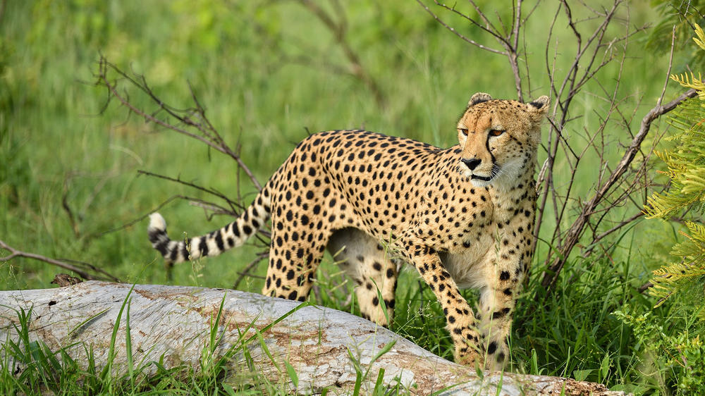 Inyati Game Lodge, Sabi Sand Nature Reserve