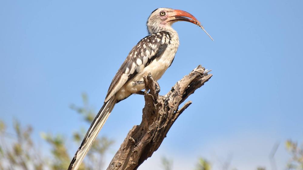 Inyati Game Lodge, Sabi Sand Nature Reserve