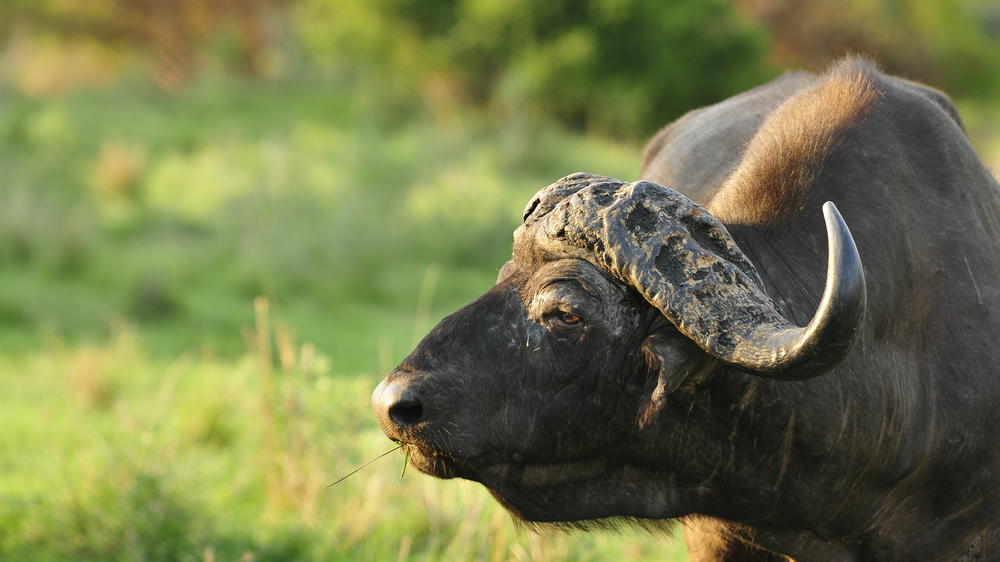 Inyati Game Lodge, Sabi Sand Nature Reserve