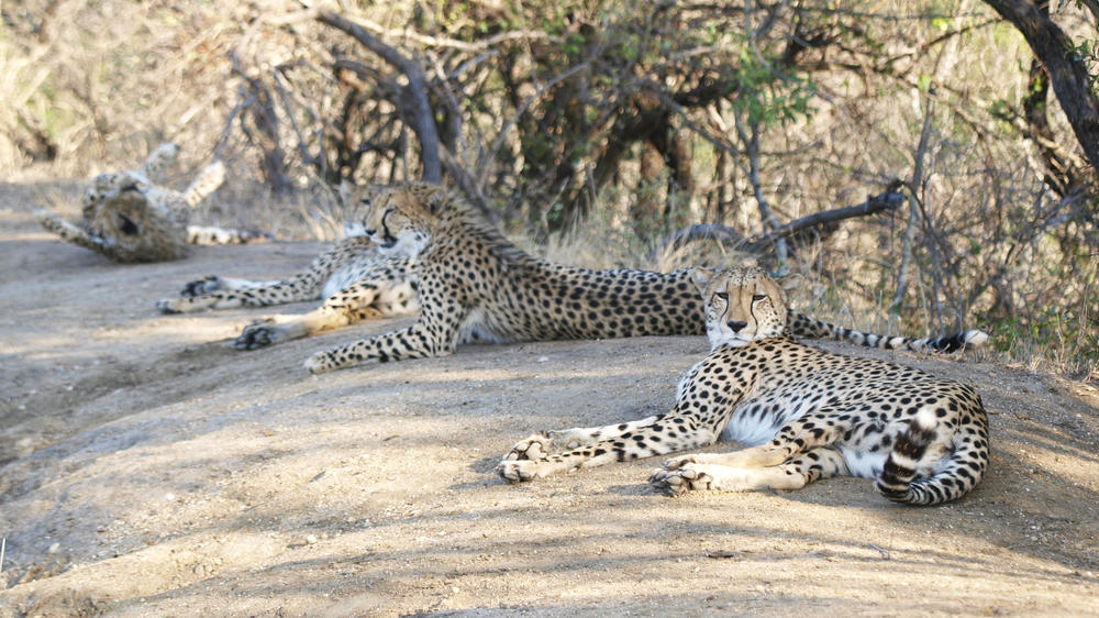Thornybush Game Reserve