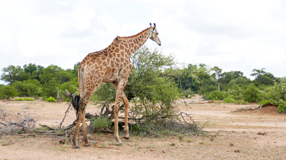 Thornybush Game Reserve
