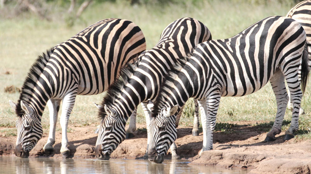 Thornybush Game Reserve