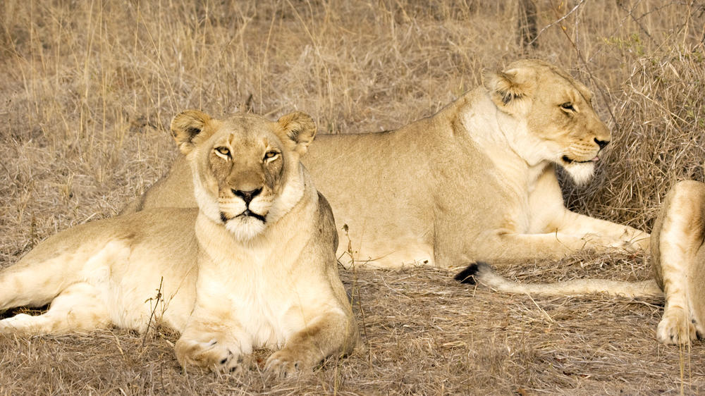 Thornybush Game Reserve