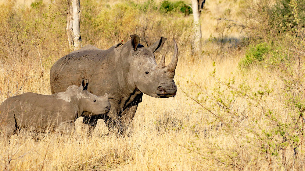 Thornybush Game Reserve