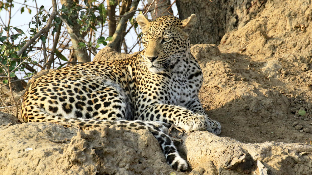 Thornybush Game Reserve