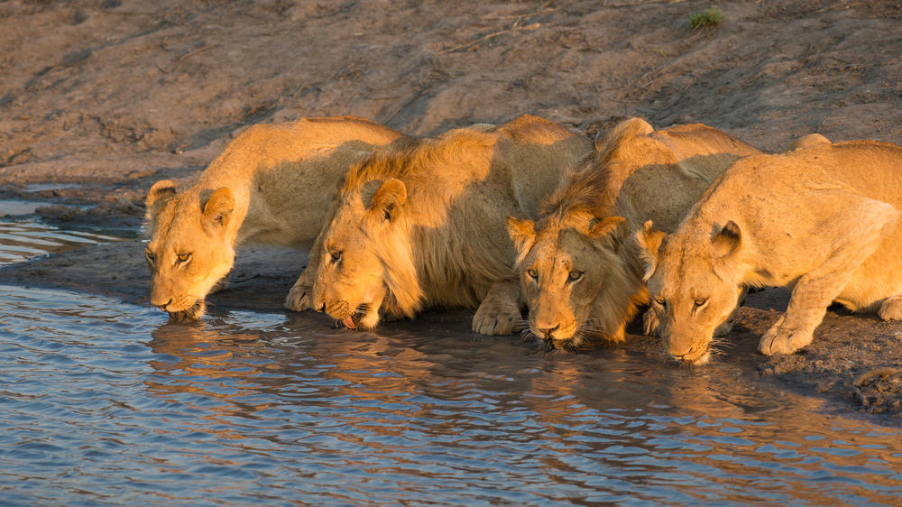 Sabi Sand Nature Reserve