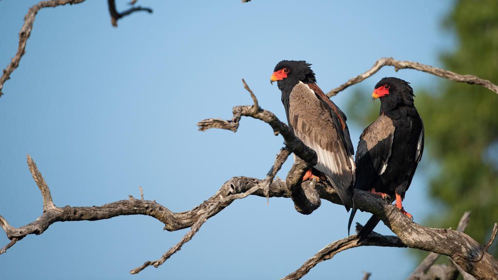 Sabi Sand Nature Reserve