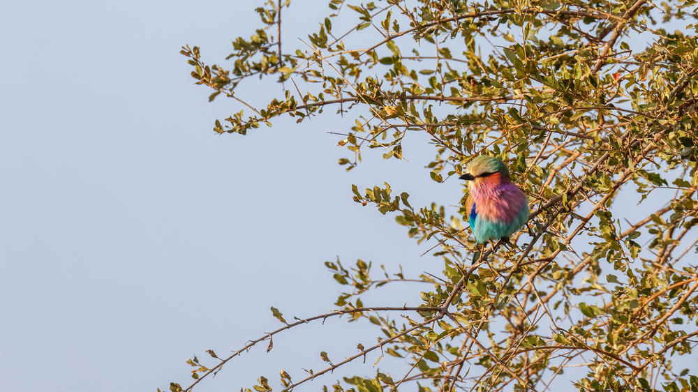 Sabi Sand Nature Reserve