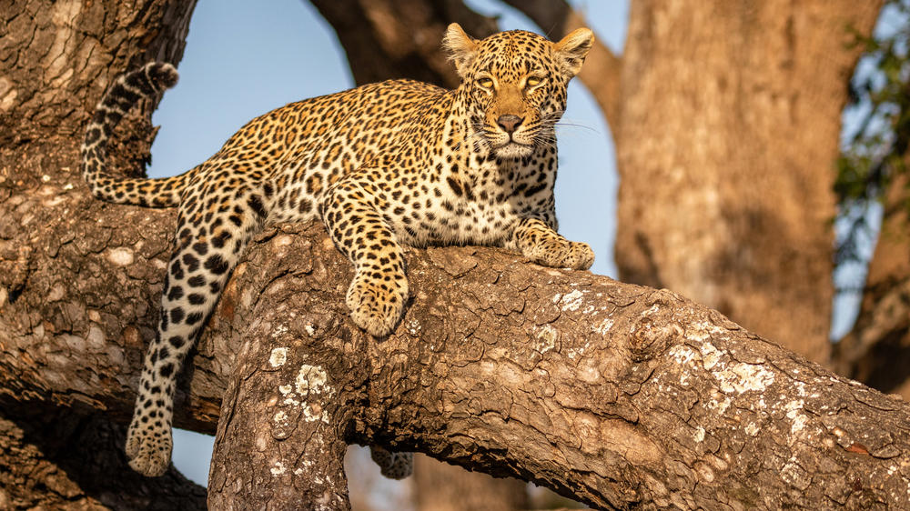 Sabi Sand Nature Reserve