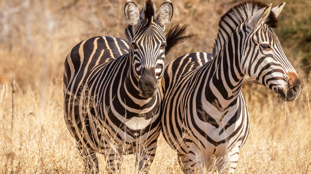 Sabi Sand Nature Reserve