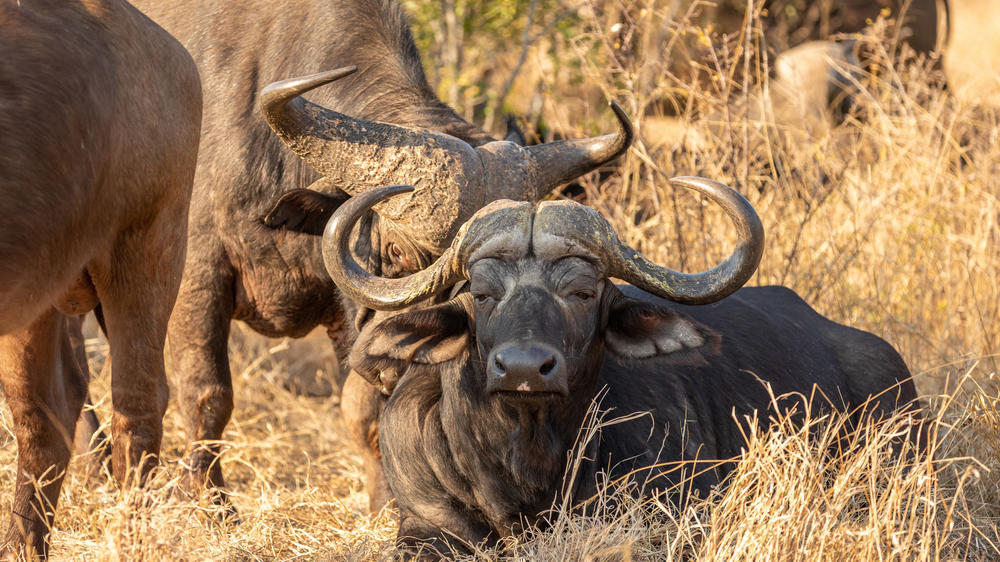 Sabi Sand Nature Reserve