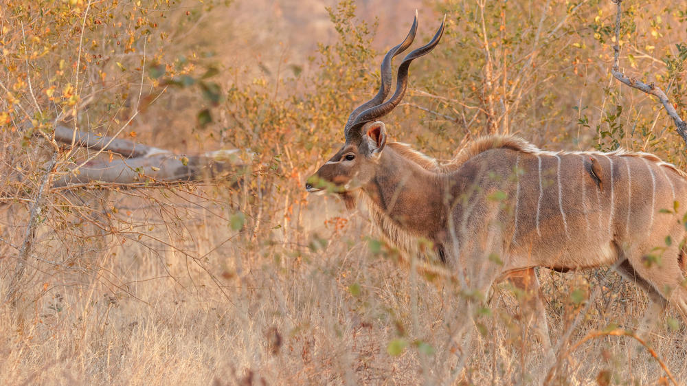 Sabi Sand Nature Reserve