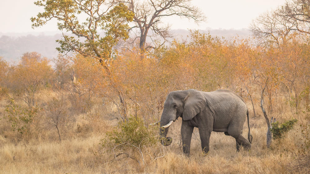Sabi Sand Nature Reserve