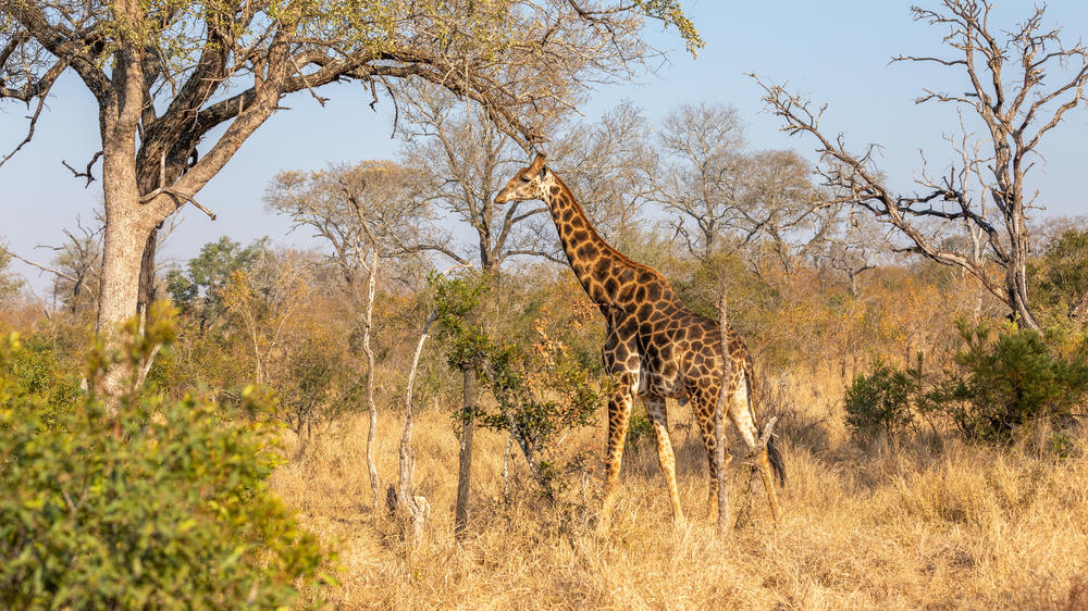 Sabi Sand Nature Reserve