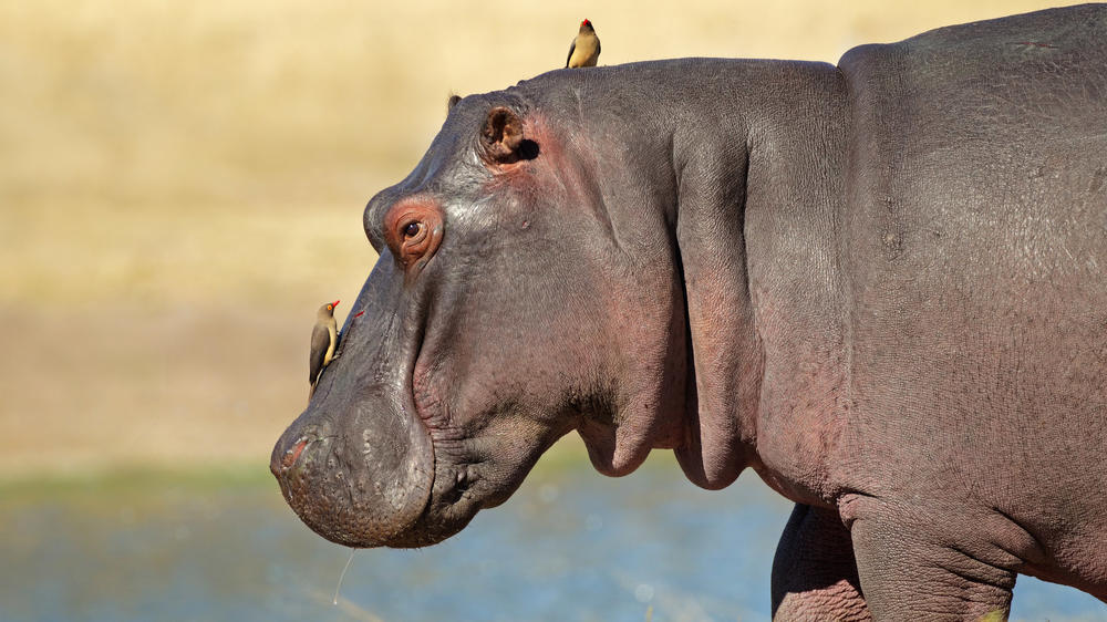 Sabi Sand Nature Reserve