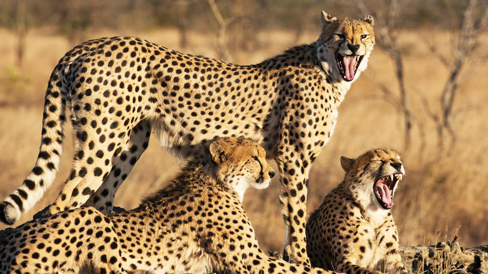 Manyeleti Private Game Reserve