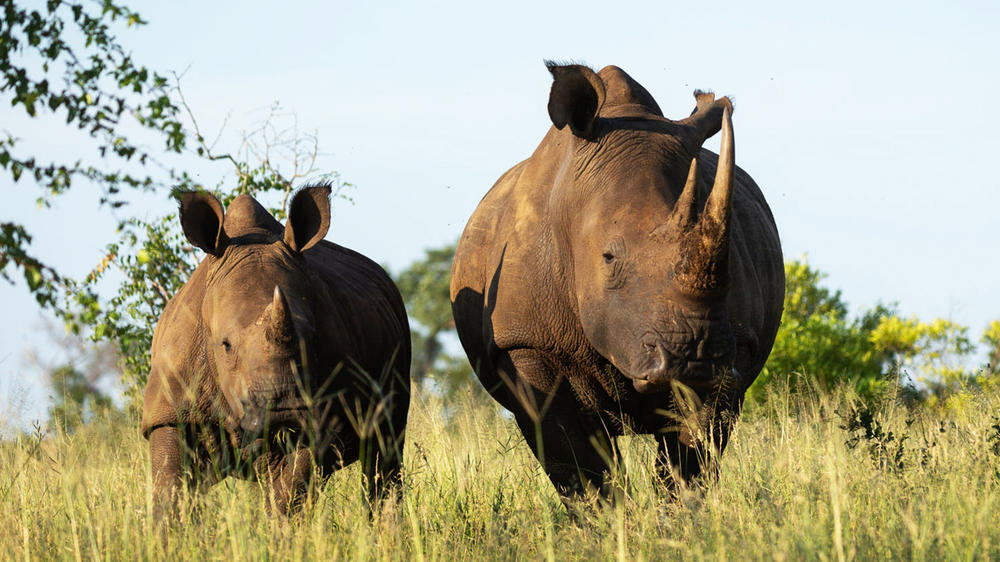 Manyeleti Private Game Reserve