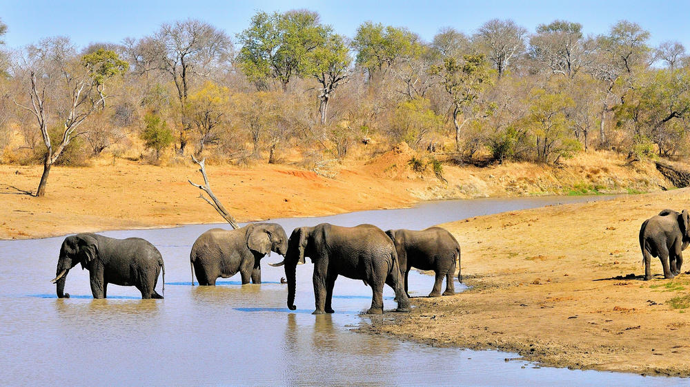 Manyeleti Private Game Reserve