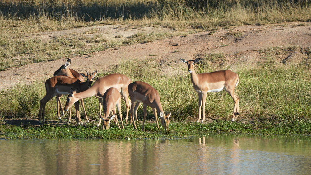 Manyeleti Private Game Reserve