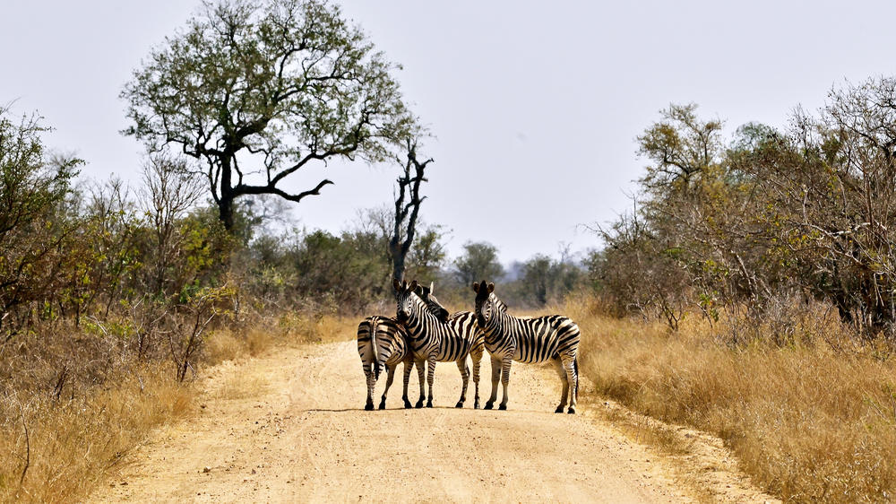 Manyeleti Private Game Reserve