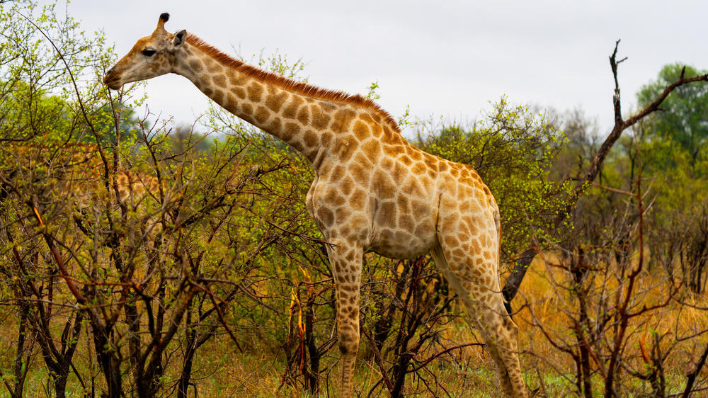 Manyeleti Private Game Reserve