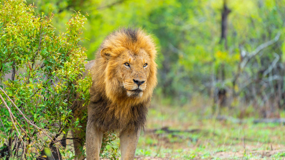 Manyeleti Private Game Reserve