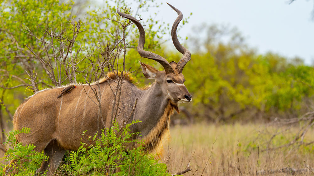Manyeleti Private Game Reserve
