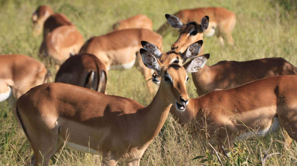 Manyeleti Private Game Reserve