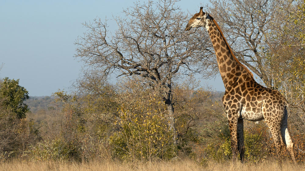 Manyeleti Private Game Reserve