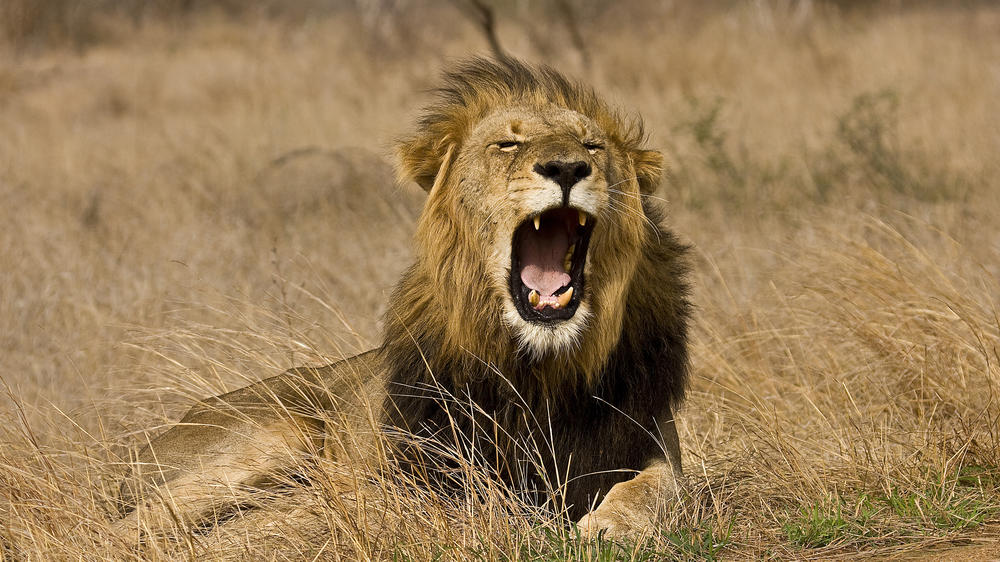 Manyeleti Private Game Reserve