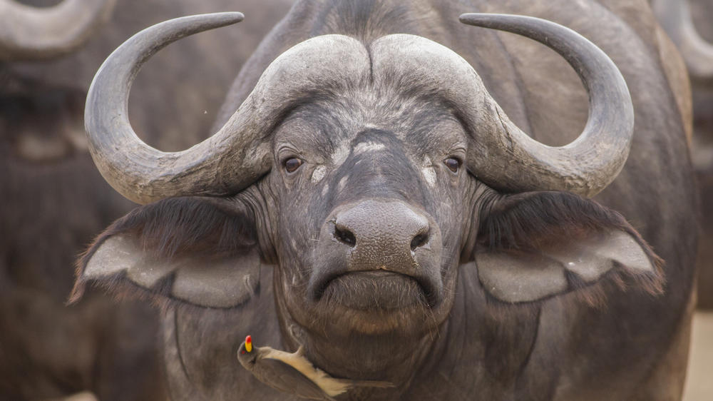 Manyeleti Private Game Reserve