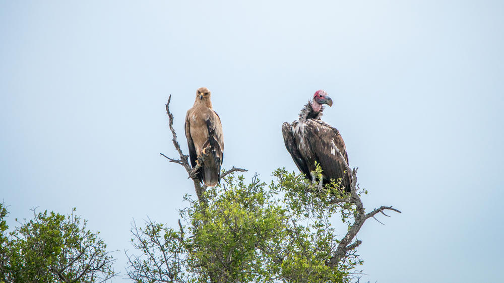 Manyeleti Private Game Reserve