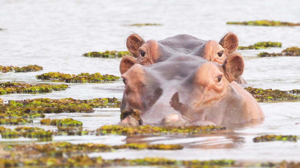 Matusadona National Park