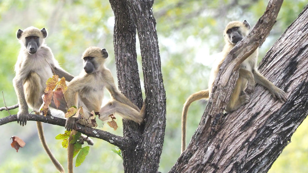 Matusadona National Park