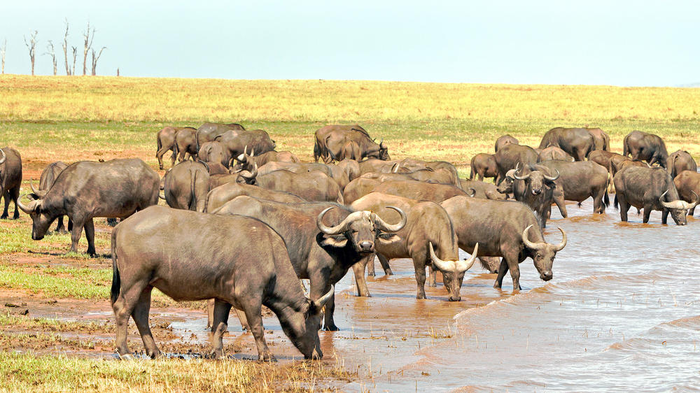 Matusadona National Park