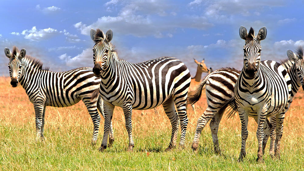 Matusadona National Park