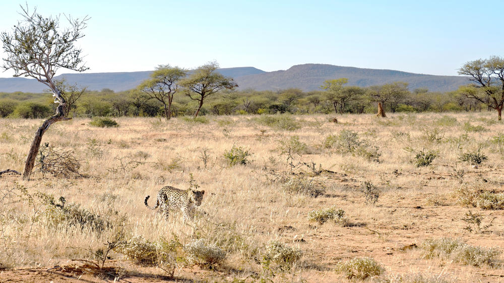 Okonjima Nature Reserve