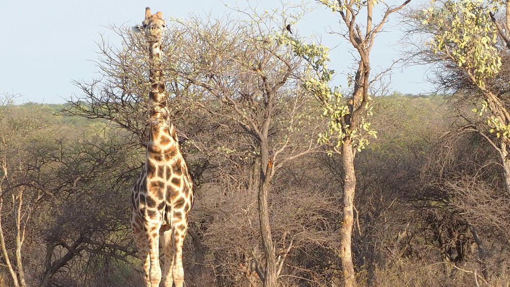 Okonjima Nature Reserve