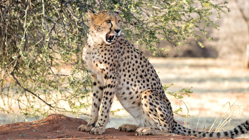 Okonjima Nature Reserve